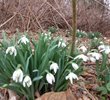 Snowbells – the first flowers of the spring.  Usually pop up thru snow!